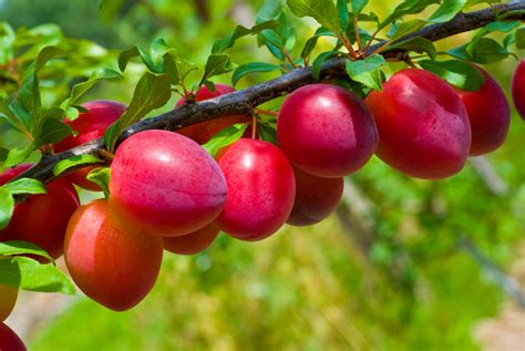 Beauty Plum Trees .